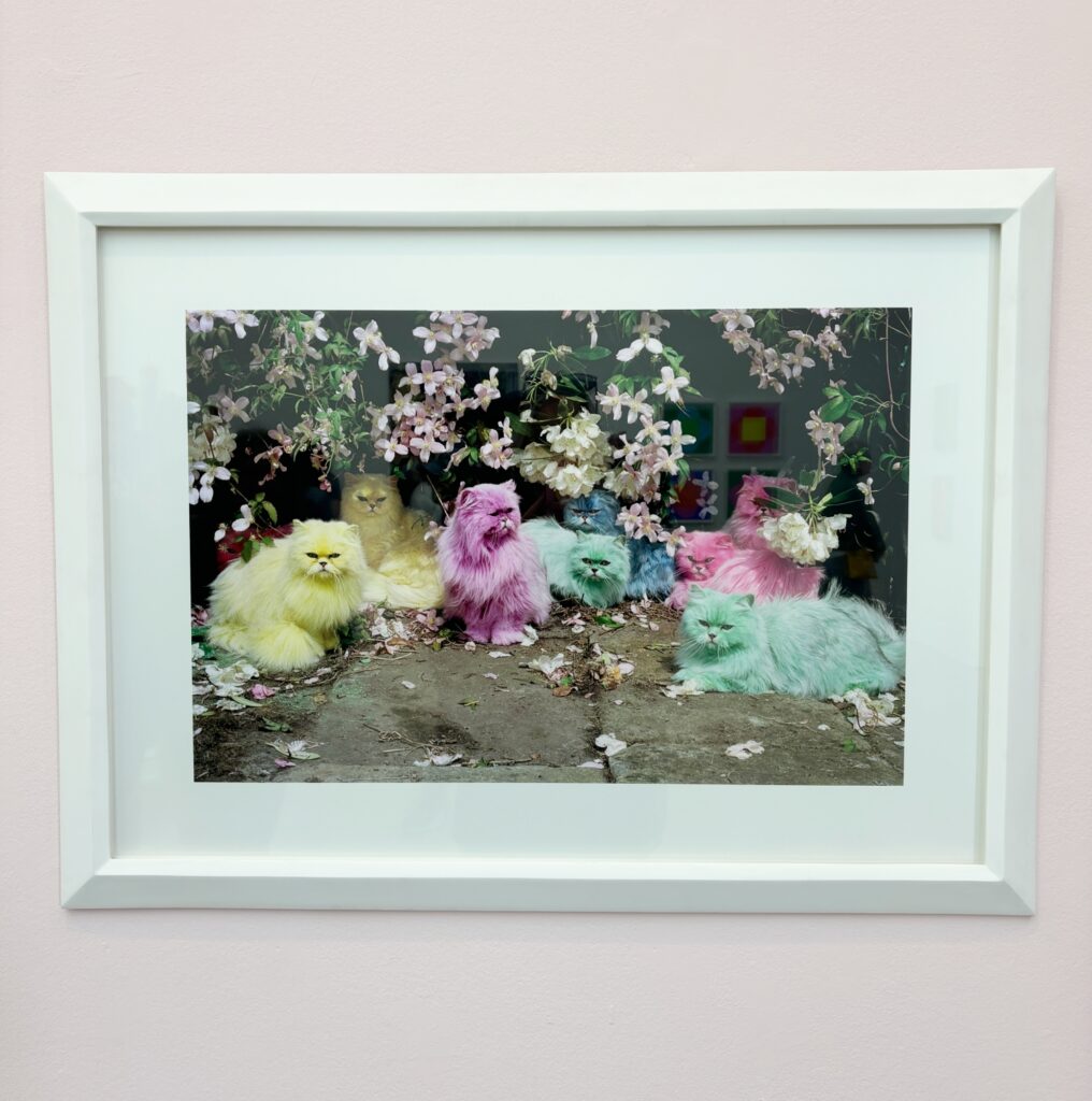 Tim-Walker-Pastel-Cats