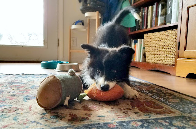Tiny border collie puppy is fierce, and fluffy