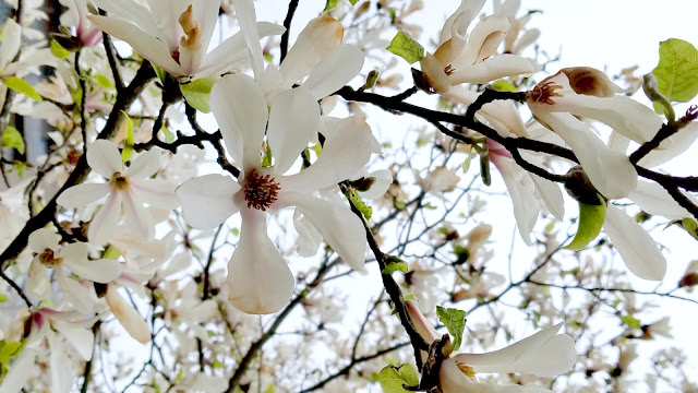 Beautiful cherry blossoms in Vancouver, Canada