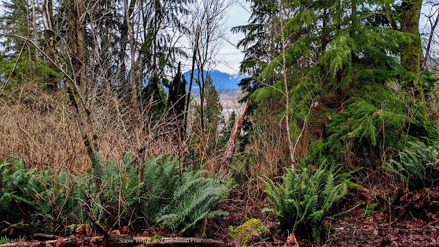 The view from a Vancouver off-leash dog hiking park