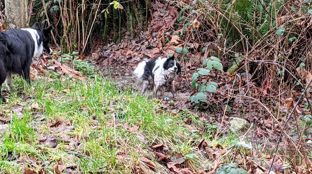 Muddy, but happy, dogs in a mountain stream