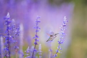 Lavender.
