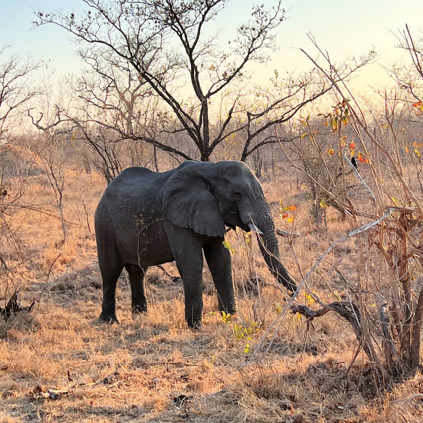 in idubi game reserve