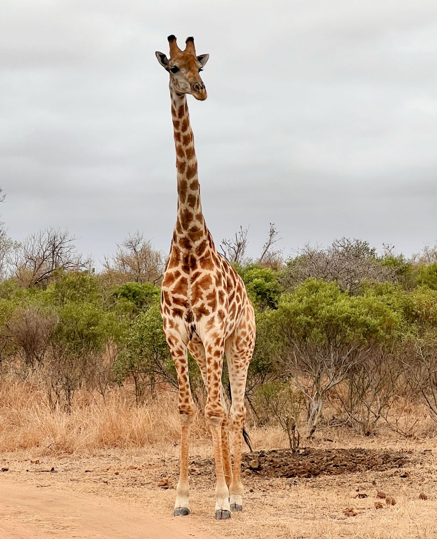 Giraffe in Idubi game reserve