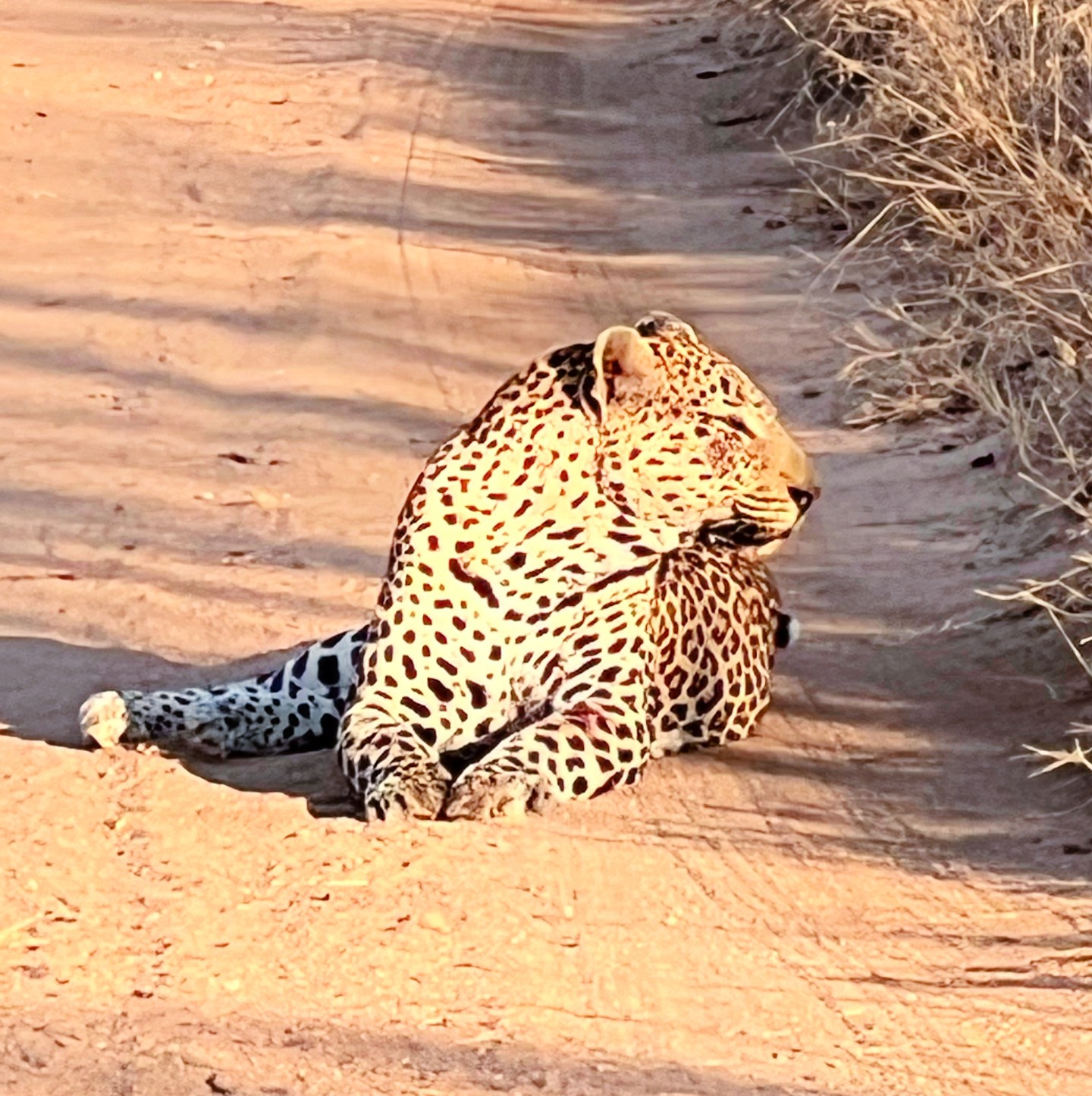 Leopard in Idube game reserve