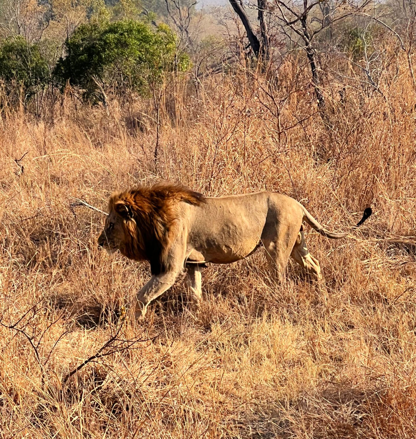Male lion in idubi game reserve